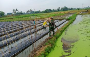 Babinsa Koramil 2302/Bojonegara Dampingi Petani Panen Padi dan Pengembangan Cabai Demi Perkuat Ketahanan Pangan