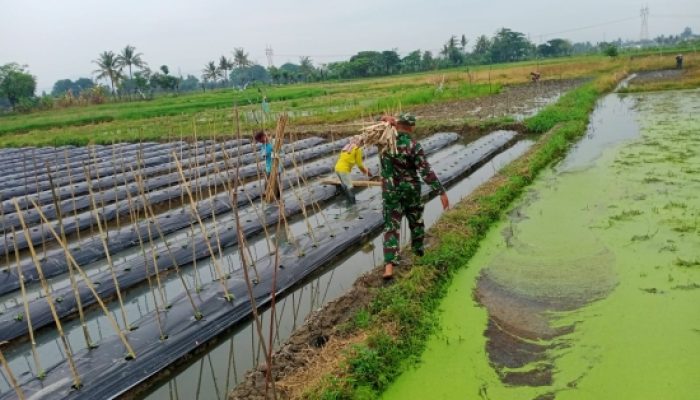 Babinsa Koramil 2302/Bojonegara Dampingi Petani Panen Padi dan Pengembangan Cabai Demi Perkuat Ketahanan Pangan