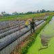 Babinsa Koramil 2302/Bojonegara Dampingi Petani Panen Padi dan Pengembangan Cabai Demi Perkuat Ketahanan Pangan