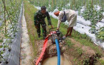 Babinsa Koramil 2305/Cinangka Laksanakan Bintahwil, Latih Disiplin Security dan Dampingi Perawatan Tanaman Kacang