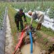 Babinsa Koramil 2305/Cinangka Laksanakan Bintahwil, Latih Disiplin Security dan Dampingi Perawatan Tanaman Kacang