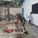 Babinsa Koramil 2307/Ciwandan Bersama Warga Gencarkan Karya Bakti, Bersihkan Lingkungan dan Bangun Rumah Secara Gotong Royong