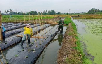Babinsa Koramil 2302/Bojonegara Tingkatkan Pembinaan Wilayah Melalui Pendampingan PBB dan Ketahanan Pangan