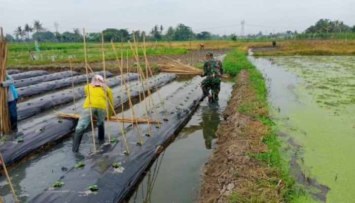 Babinsa Koramil 2302/Bojonegara Tingkatkan Pembinaan Wilayah Melalui Pendampingan PBB dan Ketahanan Pangan