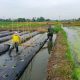 Babinsa Koramil 2302/Bojonegara Tingkatkan Pembinaan Wilayah Melalui Pendampingan PBB dan Ketahanan Pangan