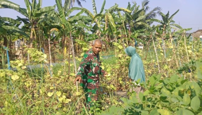 Babinsa Koramil 2303/Pulomerak Tingkatkan Ketahanan Wilayah Lewat Pendampingan Ketahanan Pangan dan Pelatihan PBB