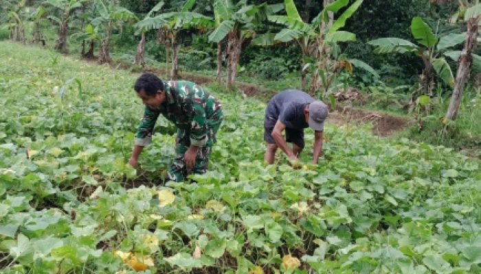 Babinsa Koramil 2305/Cinangka Dampingi Perawatan Tanaman Cabai dan Timun, Wujud Nyata Dukung Ketahanan Pangan