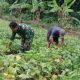 Babinsa Koramil 2305/Cinangka Dampingi Perawatan Tanaman Cabai dan Timun, Wujud Nyata Dukung Ketahanan Pangan