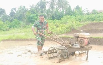 Babinsa Koramil 2306/Mancak Intensif Dampingi Petani Ketapang untuk Perkuat Ketahanan Wilayah