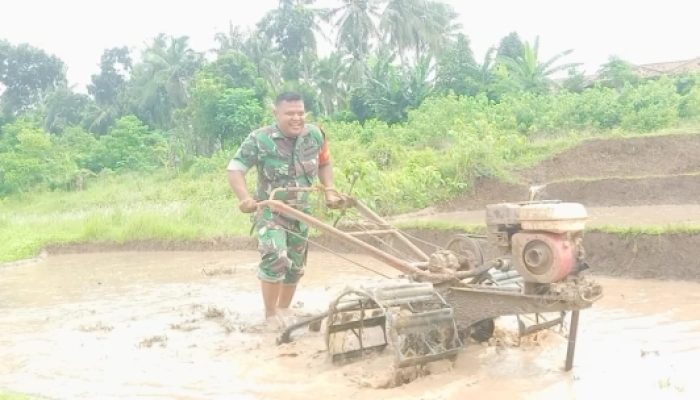 Babinsa Koramil 2306/Mancak Intensif Dampingi Petani Ketapang untuk Perkuat Ketahanan Wilayah