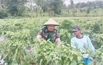 Babinsa Koramil 2305/Cinangka Aktif Dampingi Petani, Tingkatkan Perawatan Tanaman Cabai dan Timun