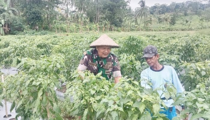 Babinsa Koramil 2305/Cinangka Aktif Dampingi Petani, Tingkatkan Perawatan Tanaman Cabai dan Timun