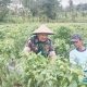 Babinsa Koramil 2305/Cinangka Aktif Dampingi Petani, Tingkatkan Perawatan Tanaman Cabai dan Timun