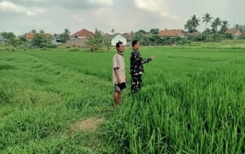 Babinsa Koramil 2303/Pulomerak Dampingi Petani, Perkuat Ketahanan Pangan Lewat Pemantauan Tanaman Padi