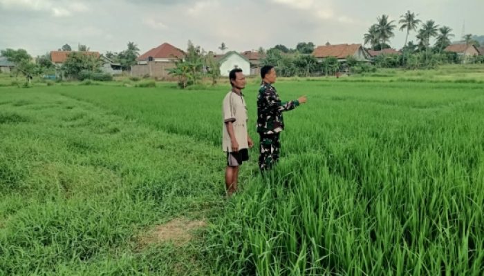 Babinsa Koramil 2303/Pulomerak Dampingi Petani, Perkuat Ketahanan Pangan Lewat Pemantauan Tanaman Padi