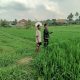 Babinsa Koramil 2303/Pulomerak Dampingi Petani, Perkuat Ketahanan Pangan Lewat Pemantauan Tanaman Padi