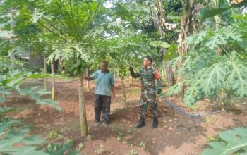 Babinsa Koramil 2304/Anyar Dampingi Petani Rawat Tanaman Pepaya dan Singkong untuk Perkuat Ketahanan Pangan