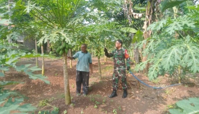 Babinsa Koramil 2304/Anyar Dampingi Petani Rawat Tanaman Pepaya dan Singkong untuk Perkuat Ketahanan Pangan