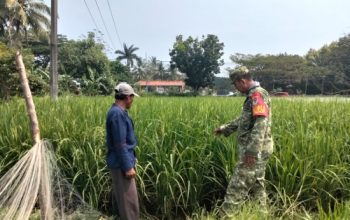 Babinsa Koramil 2305/Cinangka Tingkatkan Ketahanan Pangan dan Pembinaan Generasi Muda Lewat Bintahwil