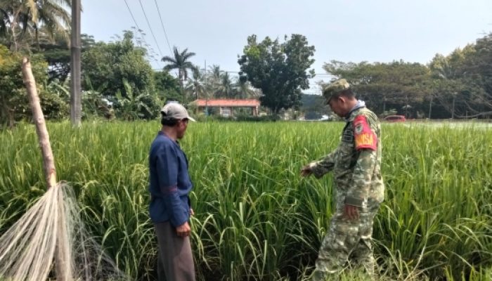 Babinsa Koramil 2305/Cinangka Tingkatkan Ketahanan Pangan dan Pembinaan Generasi Muda Lewat Bintahwil