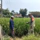 Babinsa Koramil 2305/Cinangka Tingkatkan Ketahanan Pangan dan Pembinaan Generasi Muda Lewat Bintahwil