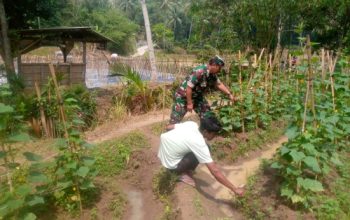 Babinsa Koramil 2306/Mancak Perkuat Ketahanan Wilayah Melalui Pemeliharaan Lingkungan dan Pendampingan Panen Bawang