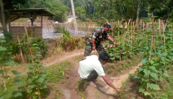 Babinsa Koramil 2306/Mancak Perkuat Ketahanan Wilayah Melalui Pemeliharaan Lingkungan dan Pendampingan Panen Bawang