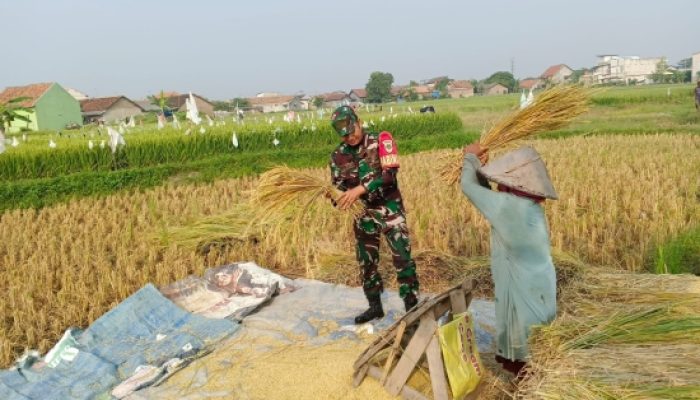 Babinsa Koramil 2301/Cilegon Dampingi Panen Padi, Perkuat Ketahanan Pangan Bersama Kelompok Tani