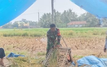 Babinsa Koramil 2305/Cinangka Perkuat Bela Negara dan Dampingi Petani Panen Padi di Wilayah Binaan