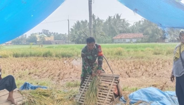 Babinsa Koramil 2305/Cinangka Perkuat Bela Negara dan Dampingi Petani Panen Padi di Wilayah Binaan
