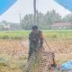Babinsa Koramil 2305/Cinangka Perkuat Bela Negara dan Dampingi Petani Panen Padi di Wilayah Binaan