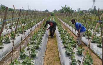 Babinsa Koramil 2306/Mancak Perkuat Ketahanan Pangan, Dampingi Kelompok Tani di Wilayah Binaan