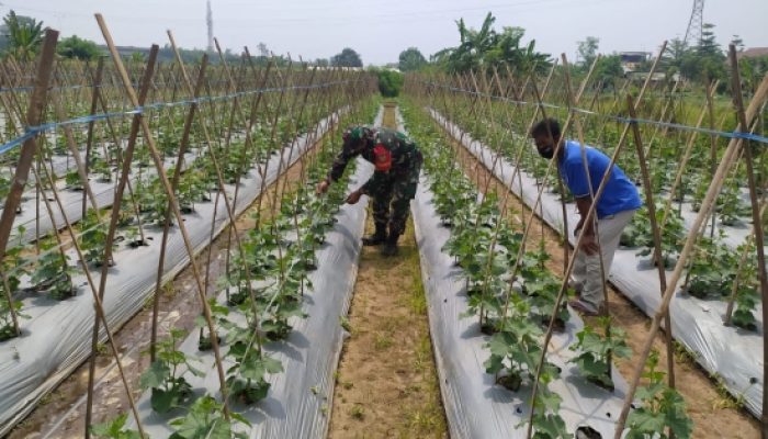 Babinsa Koramil 2306/Mancak Perkuat Ketahanan Pangan, Dampingi Kelompok Tani di Wilayah Binaan