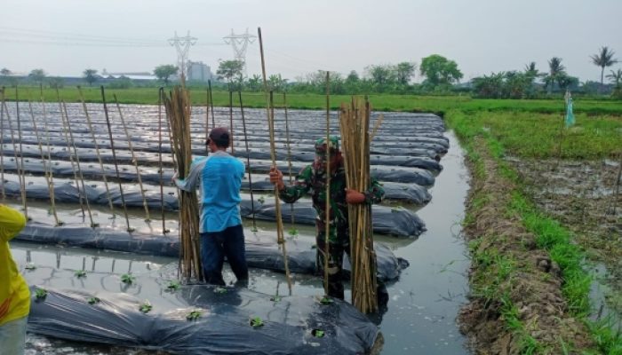Babinsa Koramil 2302/Bojonegara Tingkatkan Pembinaan Wilayah melalui Pendampingan PBB Security dan Ketahanan Pangan