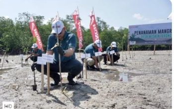 Honda Babel Tanam 500 Mangrove di Belitung, Perkuat Benteng Pesisir Bersama Warga