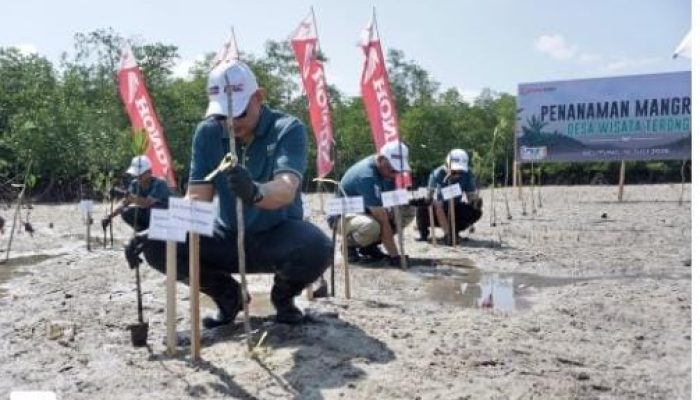Honda Babel Tanam 500 Mangrove di Belitung, Perkuat Benteng Pesisir Bersama Warga
