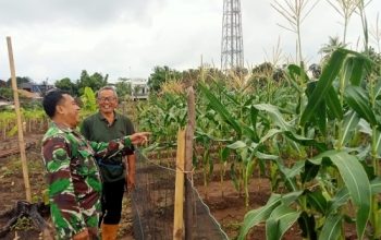 Babinsa Koramil 2305/Cinangka Perkuat Karakter Pelajar dan Dampingi Panen Jagung Demi Ketahanan Pangan