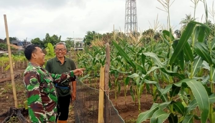 Babinsa Koramil 2305/Cinangka Perkuat Karakter Pelajar dan Dampingi Panen Jagung Demi Ketahanan Pangan