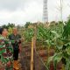 Babinsa Koramil 2305/Cinangka Perkuat Karakter Pelajar dan Dampingi Panen Jagung Demi Ketahanan Pangan