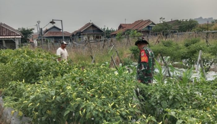 Babinsa Koramil 2302/Bojonegara Tingkatkan Pembinaan Wilayah Lewat Pendampingan PBB dan Ketahanan Pangan