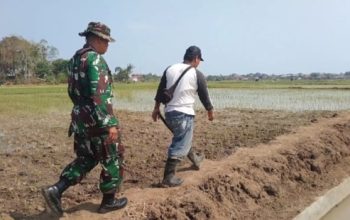 Babinsa Koramil 2304/Anyar Dampingi Perawatan Padi dan Jagung, Perkuat Ketahanan Pangan di Anyar