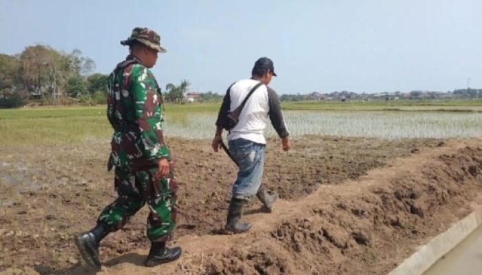 Babinsa Koramil 2304/Anyar Dampingi Perawatan Padi dan Jagung, Perkuat Ketahanan Pangan di Anyar