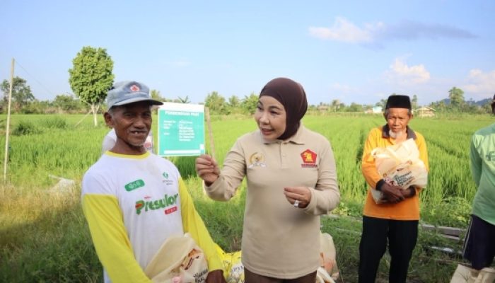 Tinjau Sentra Perbenihan Padi Bulungan, Hj. Rahmawati : Program Prabowo Bikin Petani Makin Optimistis