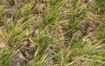 Potensi Rugi Ratusan Juta, Petani Desa Cikeusik Desak UPTD Ciliman-Cisawarna Atasi Kekeringan
