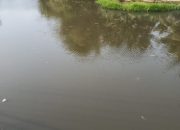 Diduga Cemari Sungai, LSM Harimau Bakal Tinjau Sistem Pembuangan Limbah Pabrik di Area Sungai Cilangkahan