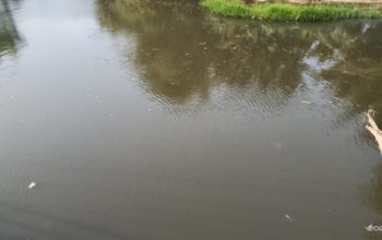 Diduga Cemari Sungai, LSM Harimau Bakal Tinjau Sistem Pembuangan Limbah Pabrik di Area Sungai Cilangkahan