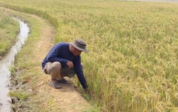 Petani Cirebon Rasakan Manfaat Program Prabowo, Pompanisasi Jaga Sawah Tetap Produktif di Musim Kemarau