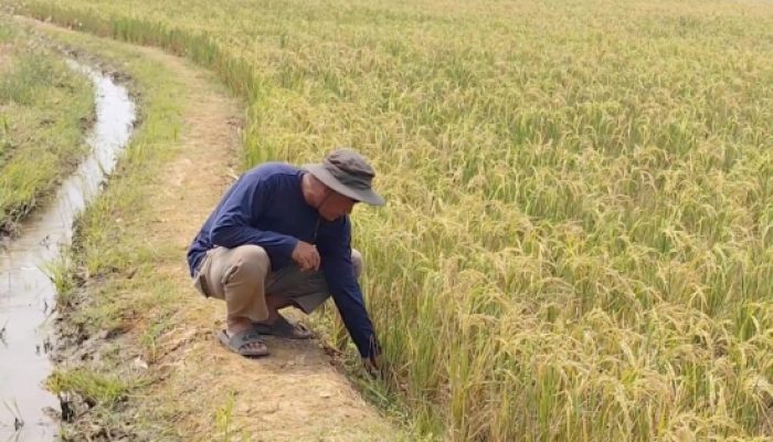 Petani Cirebon Rasakan Manfaat Program Prabowo, Pompanisasi Jaga Sawah Tetap Produktif di Musim Kemarau
