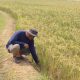 Petani Cirebon Rasakan Manfaat Program Prabowo, Pompanisasi Jaga Sawah Tetap Produktif di Musim Kemarau
