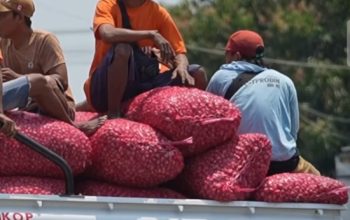 Berdayakan Ekonomi Desa, KDKMP di Nganjuk Serap Bawang Petani di Atas Harga Pasar